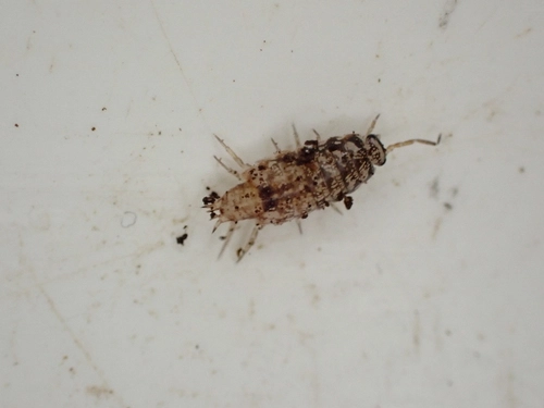 Philosciid Woodlice