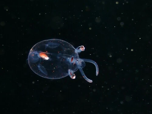 Googly-eyed Glass Squid