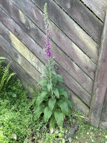 purple foxglove