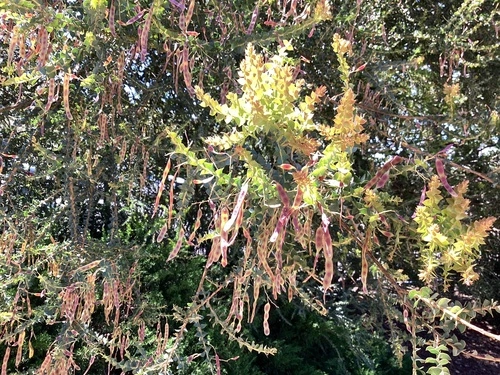 Acacia pravissima