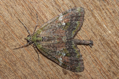 Tatosoma topea
