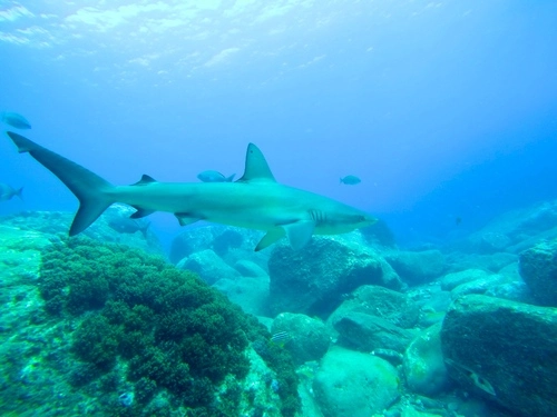 Galapagos Shark