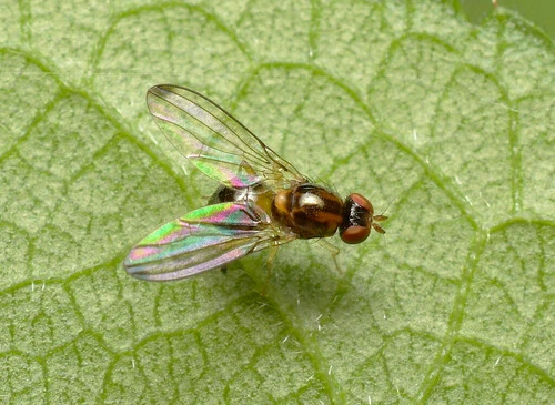 Maorina