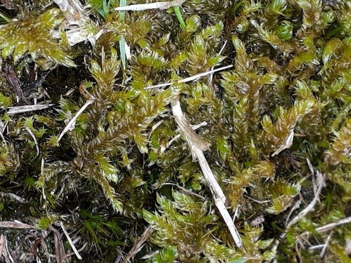 Cypress-leaved Plait-moss