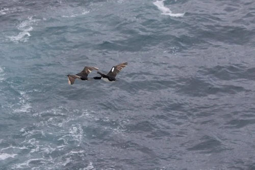Auckland Island Shag