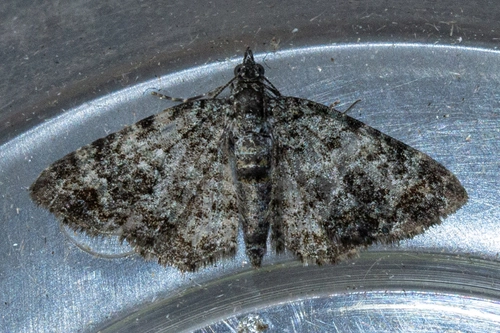 Chloroclystis nereis