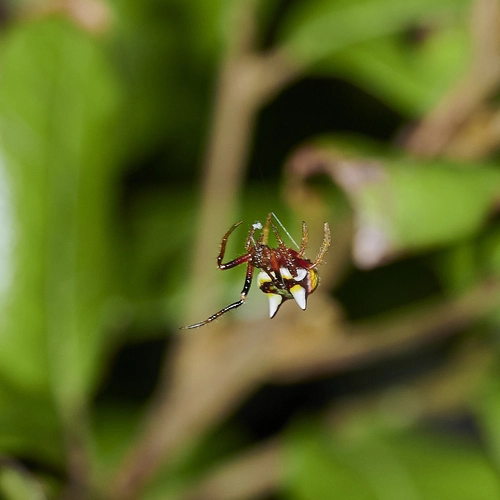Two-spined spider