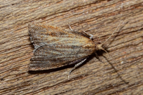 Cabbage tree bell moth