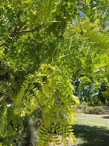 honey locust