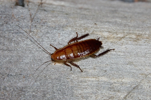 Cockroaches and Termites