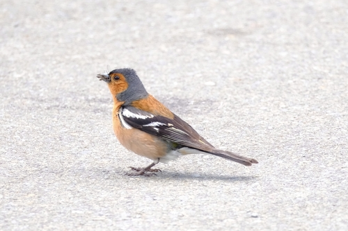 Fringilla coelebs gengleri