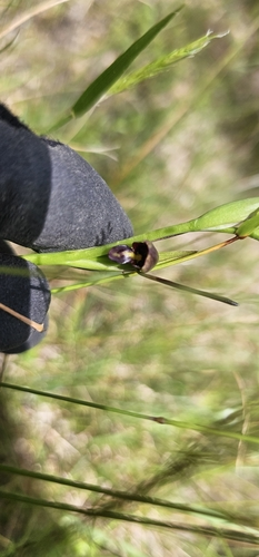 New Zealand Horned Orchid