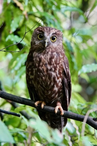 Ruru (Morepork)