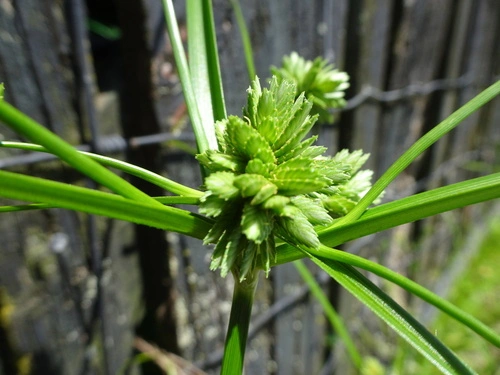 Souchet robuste