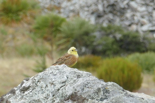 Bruant jaune