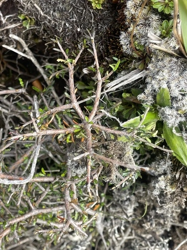 Pittosporum anomalum