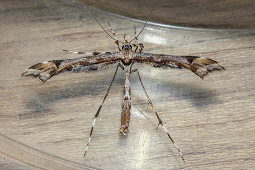 Common Hebe plume moth
