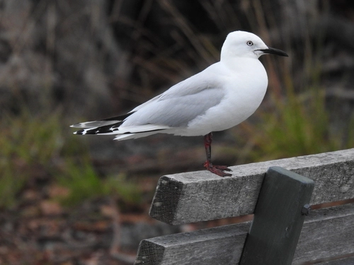 Chroicocephalus bulleri