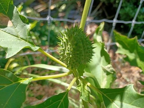 Thornapple
