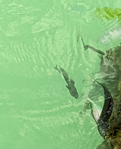 Yelloweye Mullet