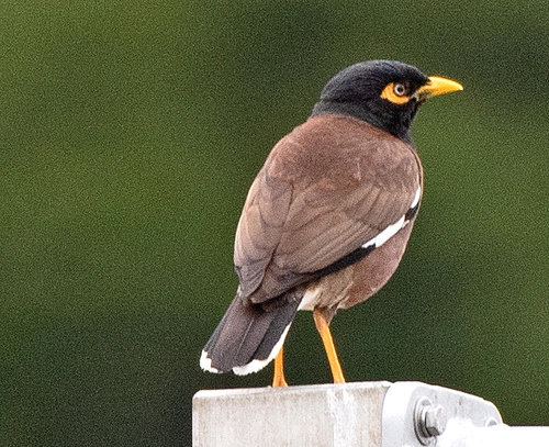 Common Myna