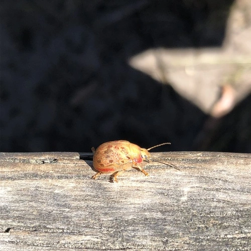 Eucalyptus Tortoise Beetle