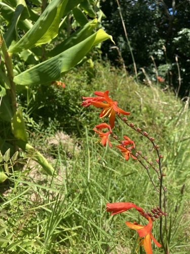 Crocosmia × crocosmiiflora