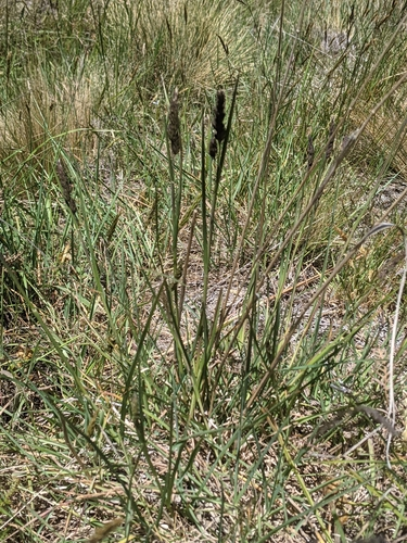 Marsh foxtail