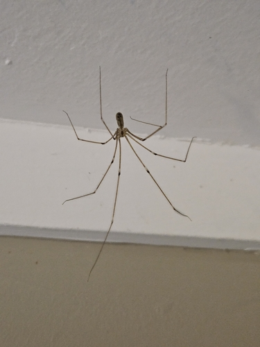 Daddy Longlegs Spider