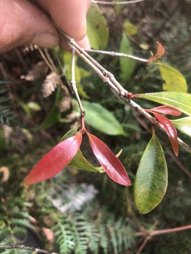 Monkey apple