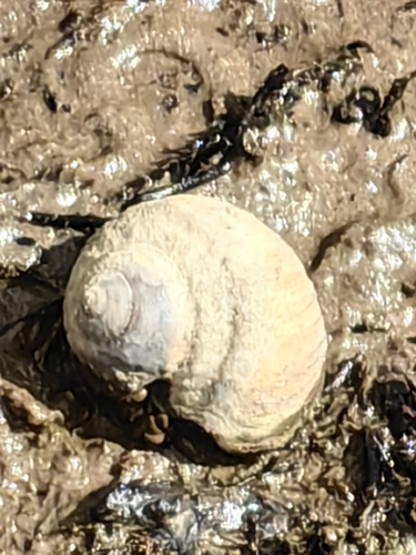 Amphibola crenata