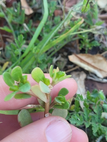 Purslane