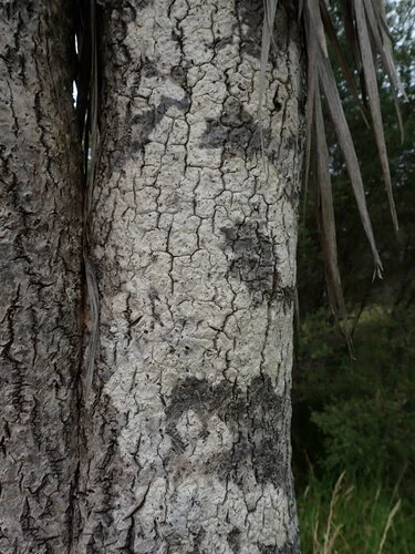 Lithothelium kiritea