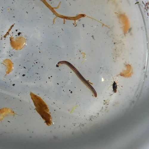 Furry Snake Millipede