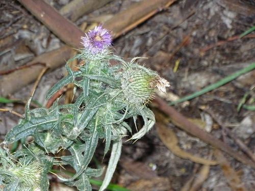 Scotch Thistle