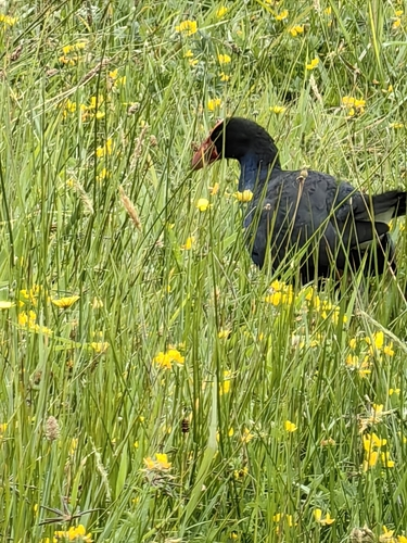 Calamón Pukeko (común)