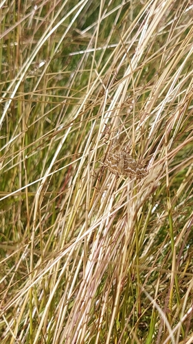 Large Striped Carpet
