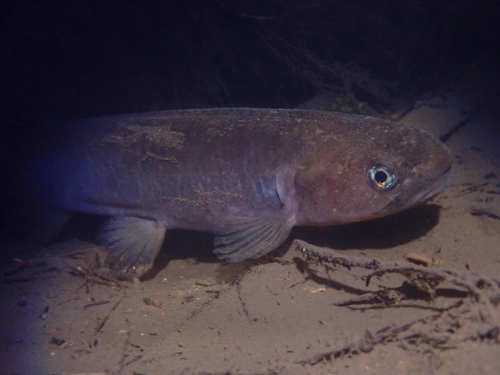 Banded kōkopu