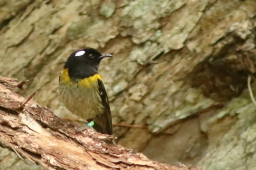 Stitchbird