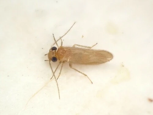 Chorocaecilius brunellus