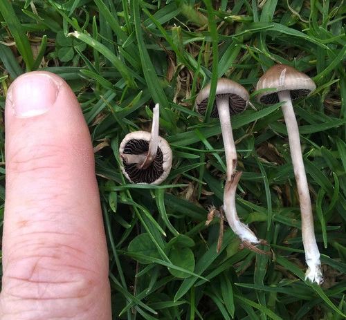 Mower's Mushroom