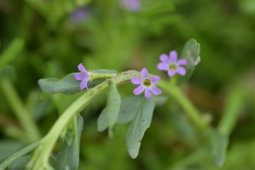 Hyssop Loosestrife