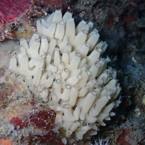 Grantia ramulosa
