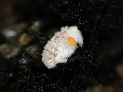 Giant Scale Insects
