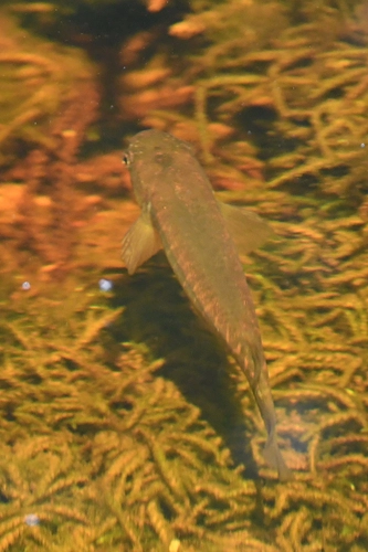 Banded kōkopu