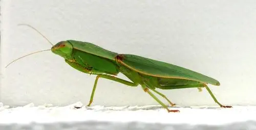 New Zealand Mantis