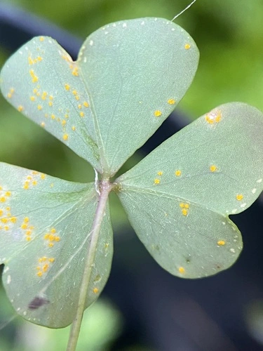 Oxalis rust