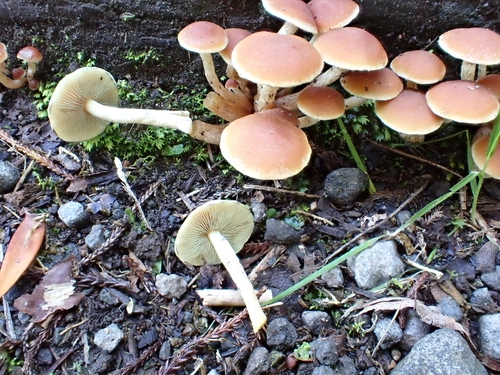 Hypholoma australianum