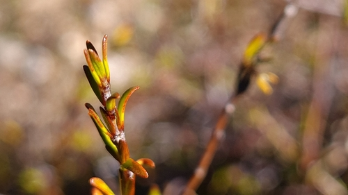 Coprosma brunnea