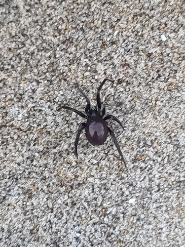 Black Cobweb Spider